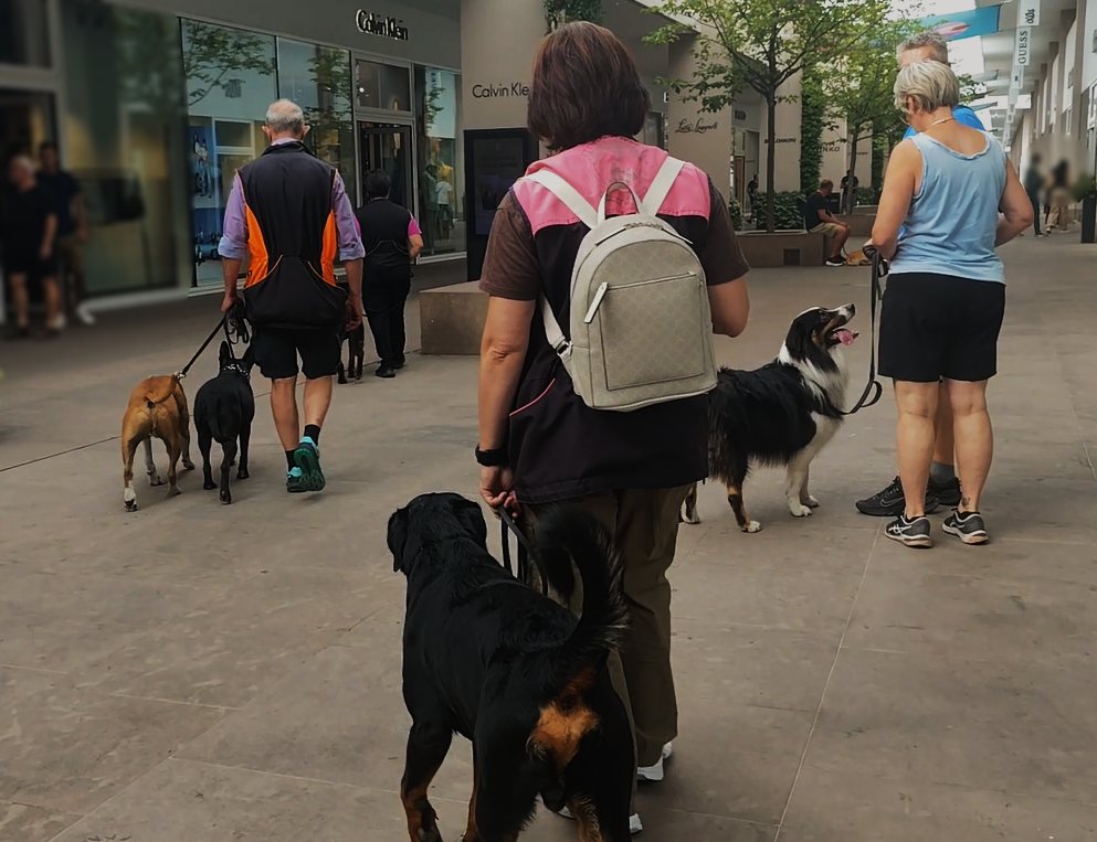 Cani condotti in una via commerciale durante una lezione in situazione reale