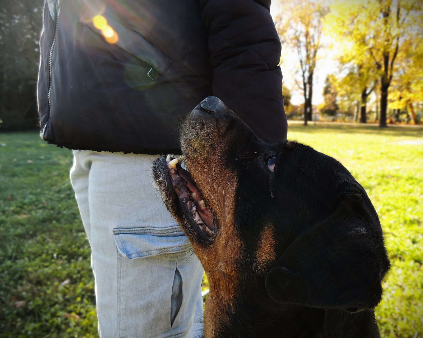 Rottweiler seduto al fianco del proprietario che lo guarda in un parco