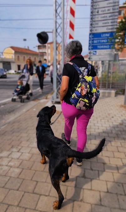 A passeggio in città con il cane sereno al piede, tra passanti e distrazioni