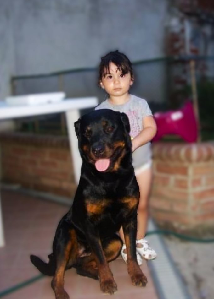 Bambina accanto a un rottweiler tranquillo e seduto