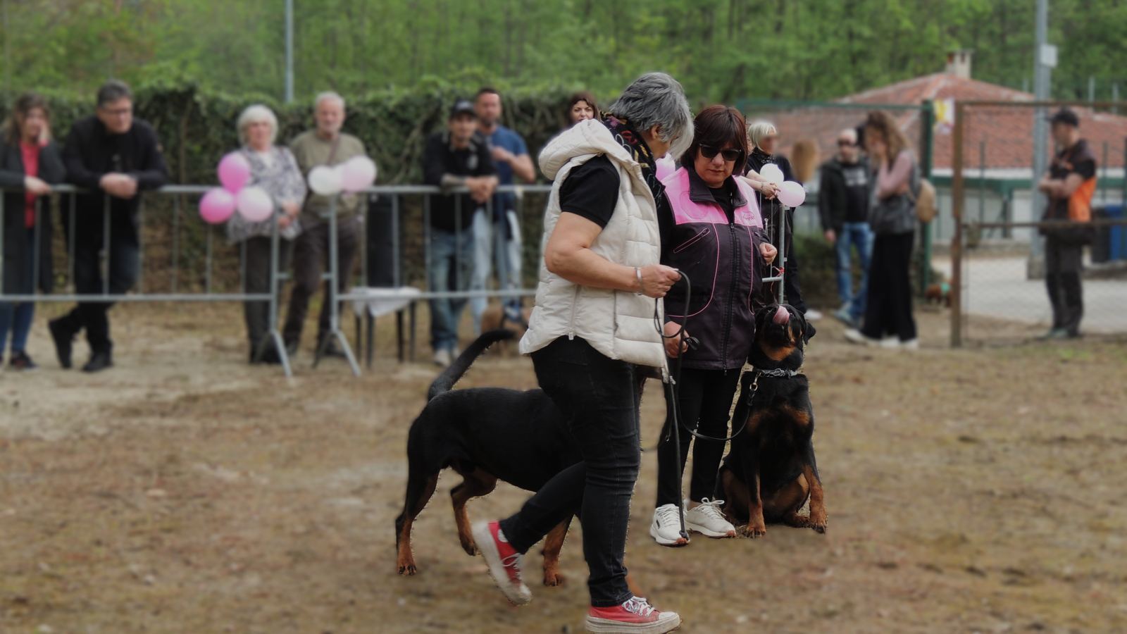 Obedience nel ring