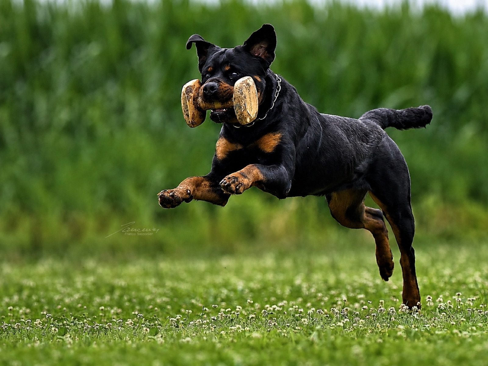 Rottweiler in azione di apporto