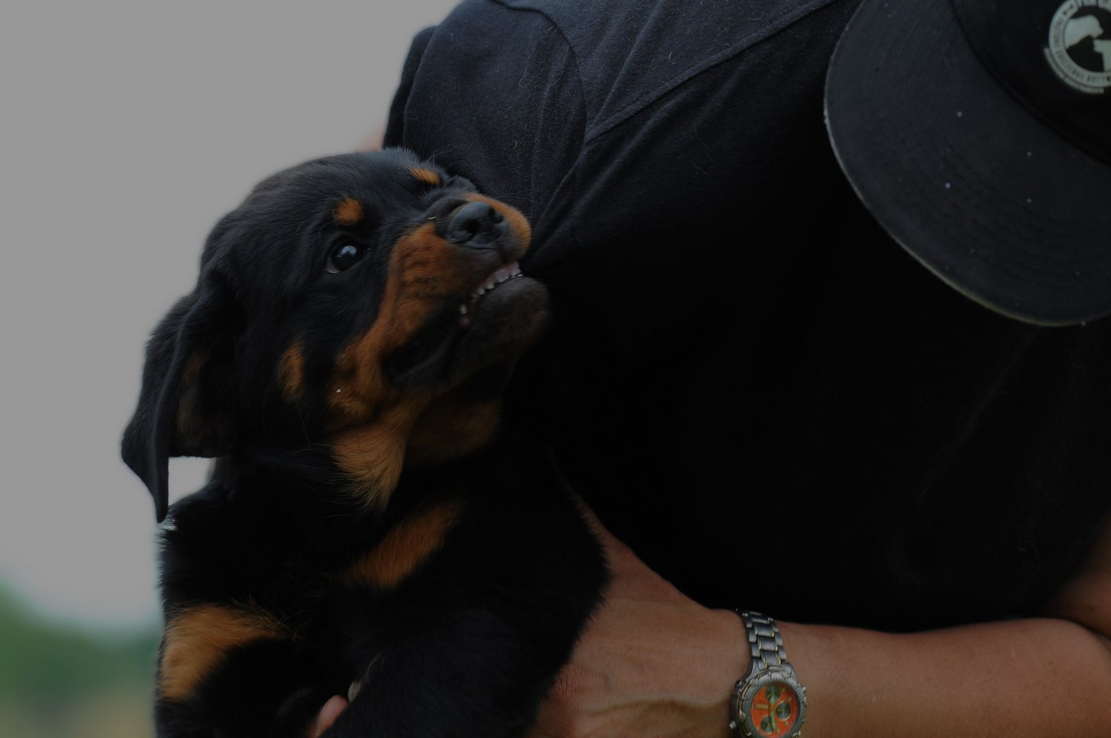 Rottweiler che cerca il contatto con la sua educatrice