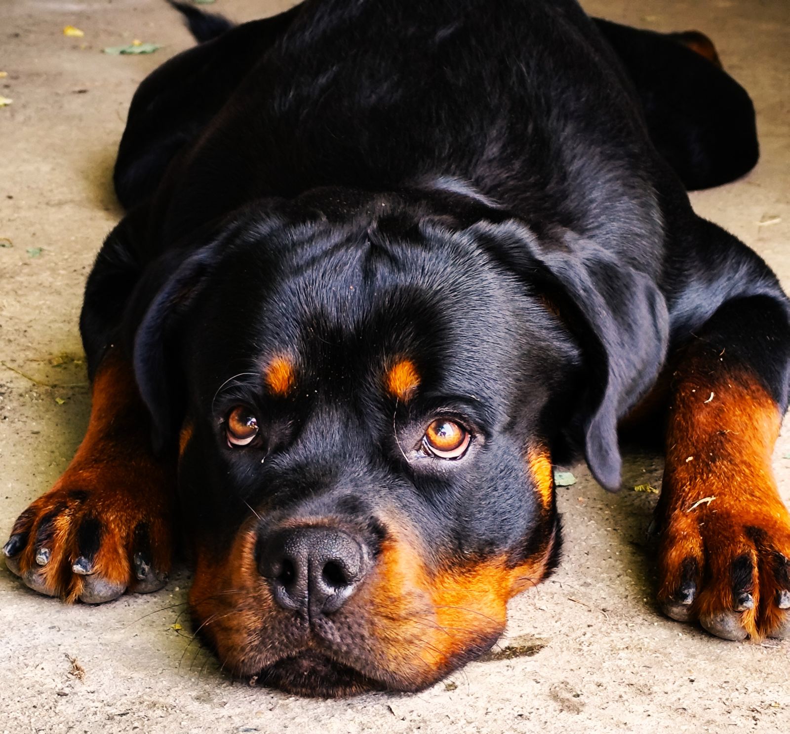 Rottweiler sdraiato che guarda in camera con espressione dolce